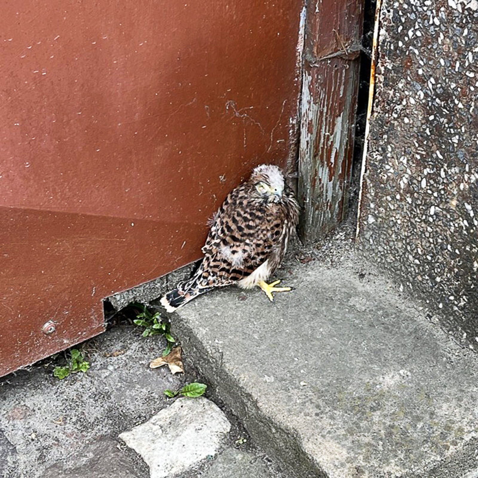 Die kleinen Turmfalken waren nach dem Sturz aus dem Netz in Gefahr, die Polizei griff ein.