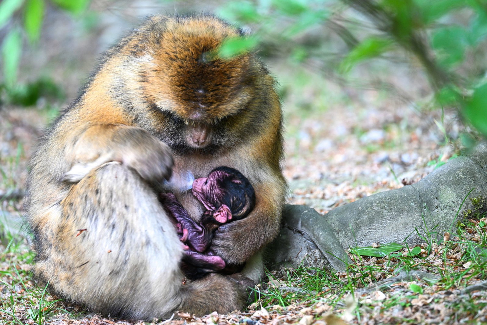 Der Tierpark am Bodensee feiert in diesem Jahr seinen 50. Geburtstag. 
