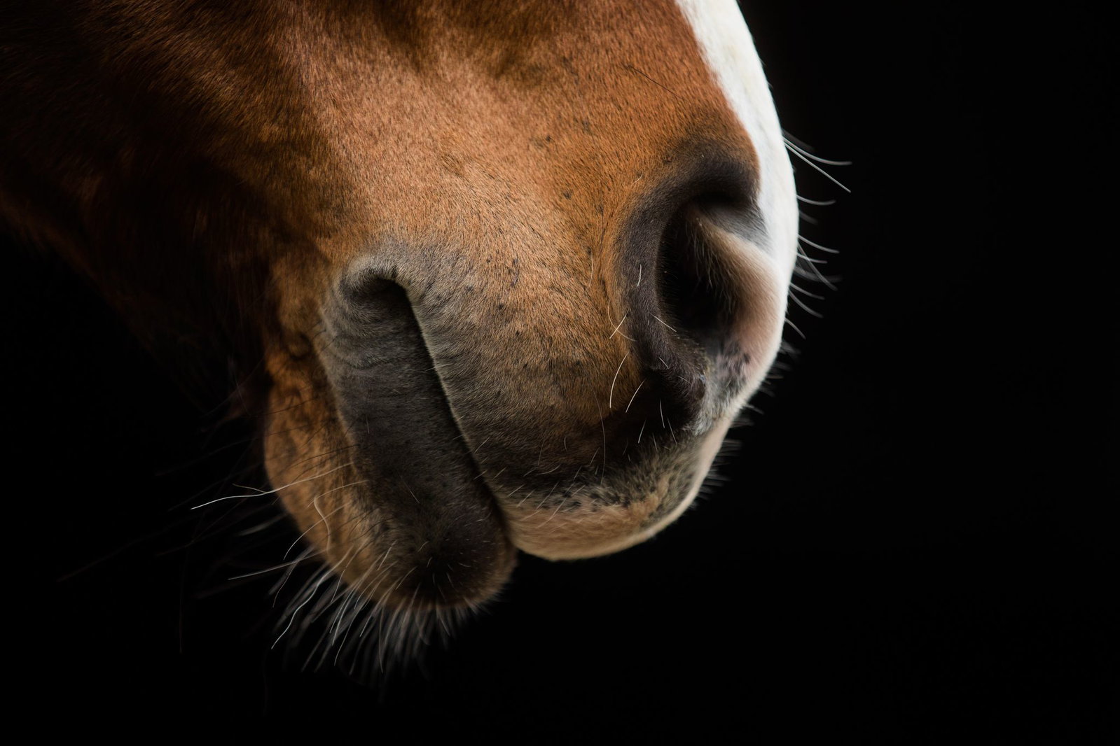 Laut Polizei war die Reiterin mit dem Pferd auf einem Feldweg unterwegs, als es zum Vorfall kam. (Symbolbild)