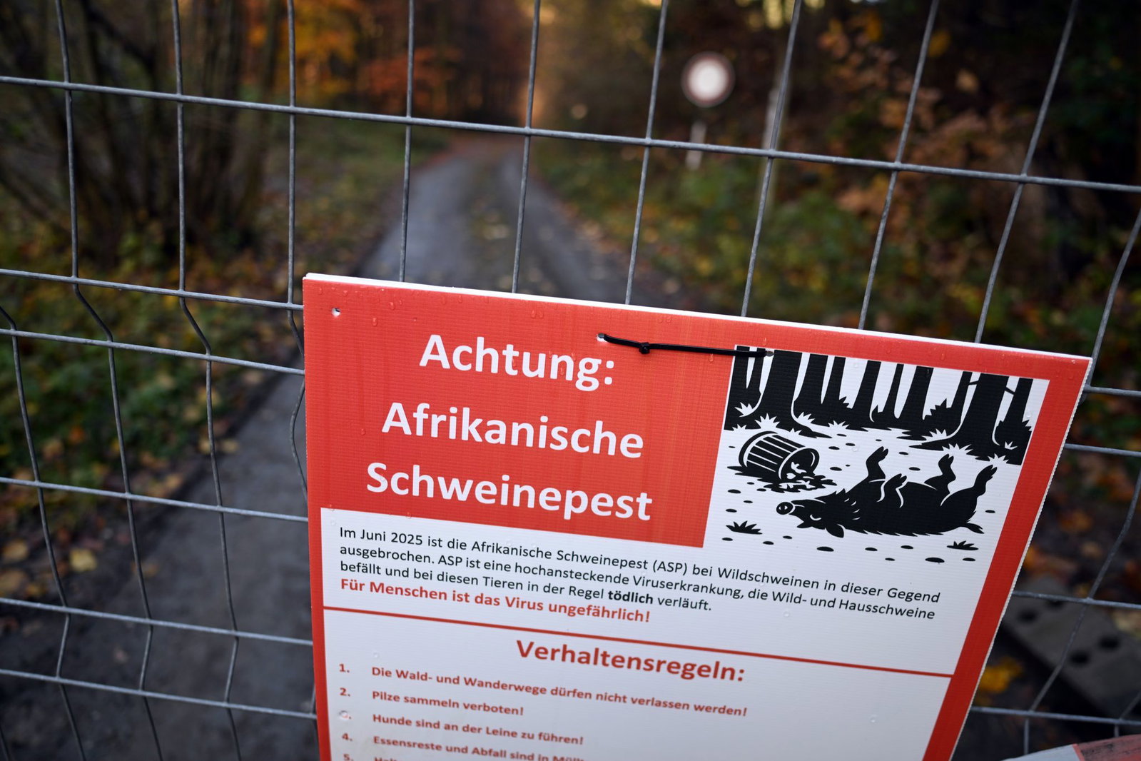 Ein Zaun soll die Schweine im Westerwald schützen. (Symbolbild)