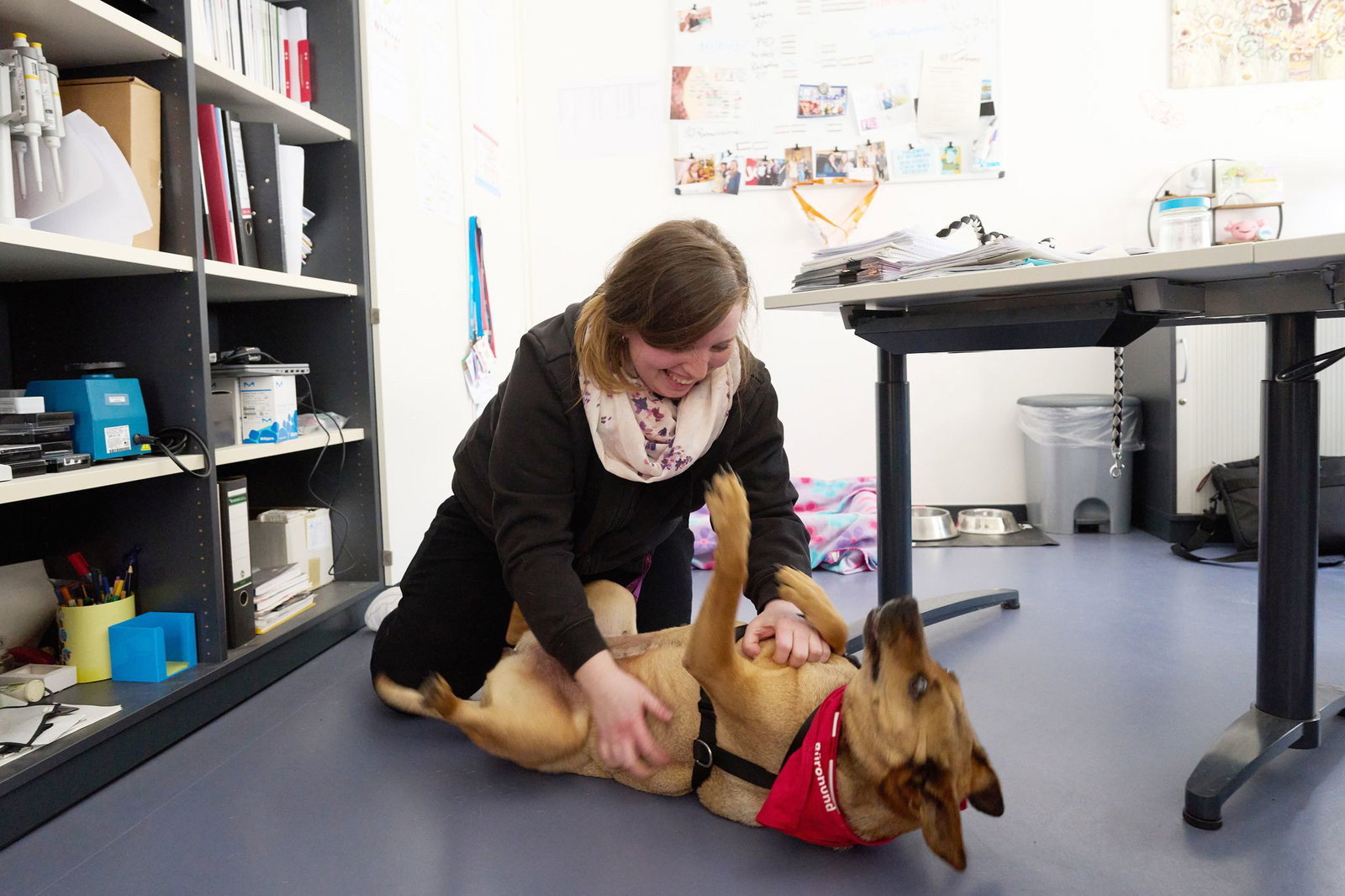 Laika fühlt sich im Büro sichtlich wohl.