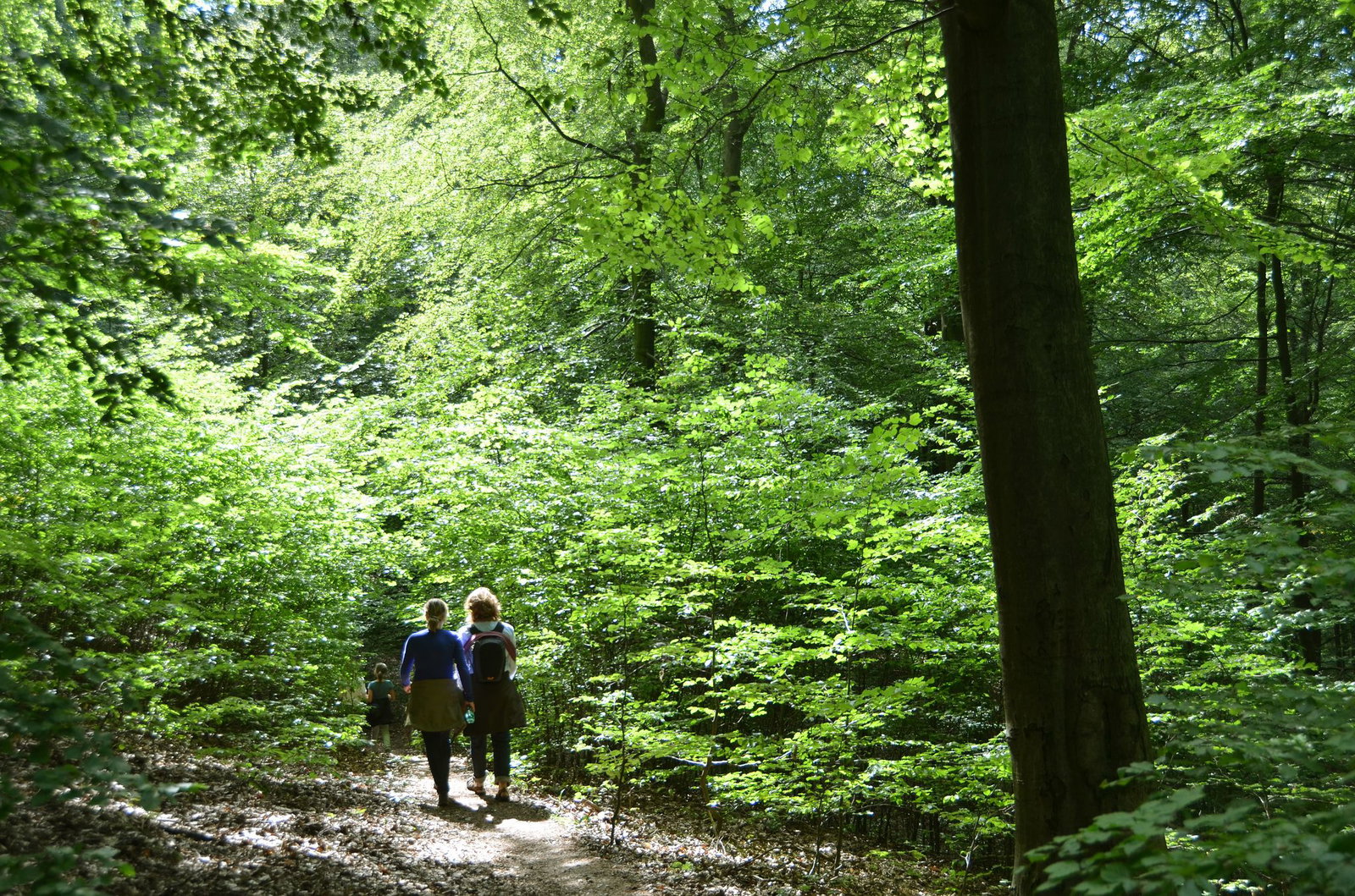 Eine starke Blüte von Bäumen im Wald ist laut Experte eine Reaktion auf Stress. (Symbolbild)