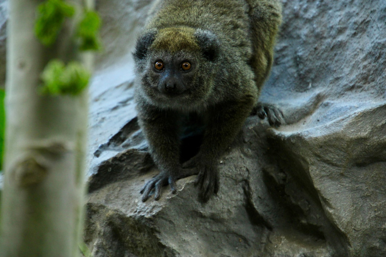 Erstmals leben zwei Tiere der bedrohten Primatenart in dem Zoo. (Handoutbild)