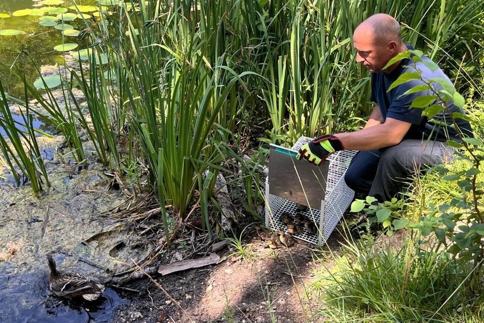 Die Enten wurden an einem Gewässer wieder freigelassen.