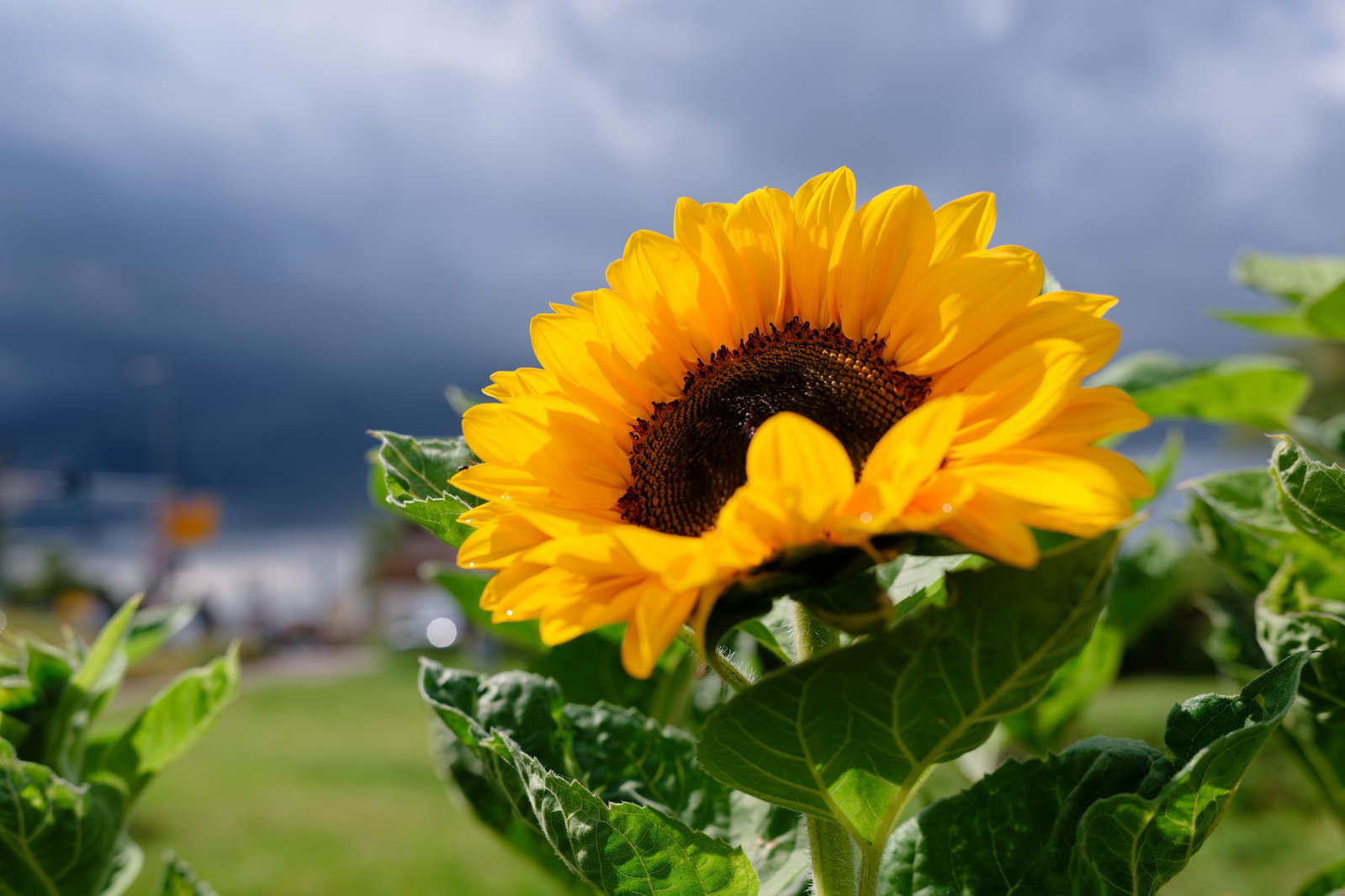 Nach den letzten Regentropfen kommt der Sommer zurück.