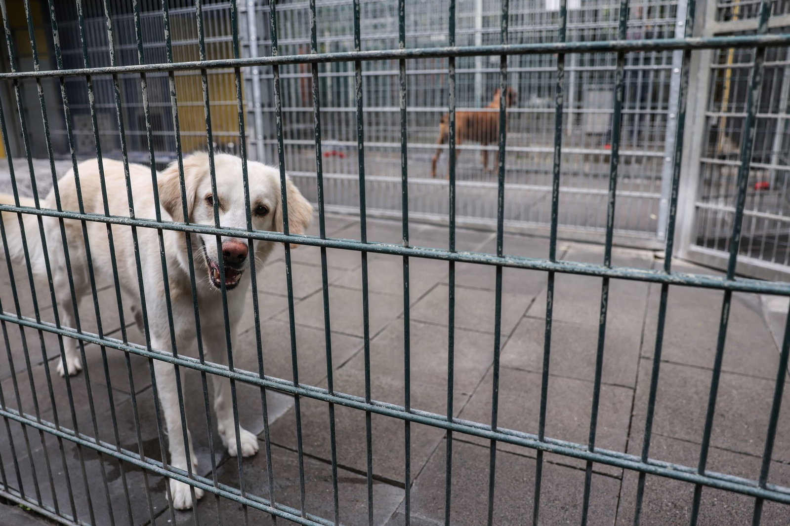 Der 43-Jährige konnte im Tierheim festgenommen werden, als er seinen Hund abholen wollte. (Symbolbild)