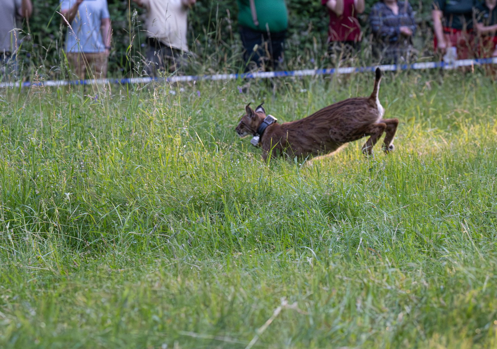 Koda kurz nach seiner Entlassung in die Freiheit. 