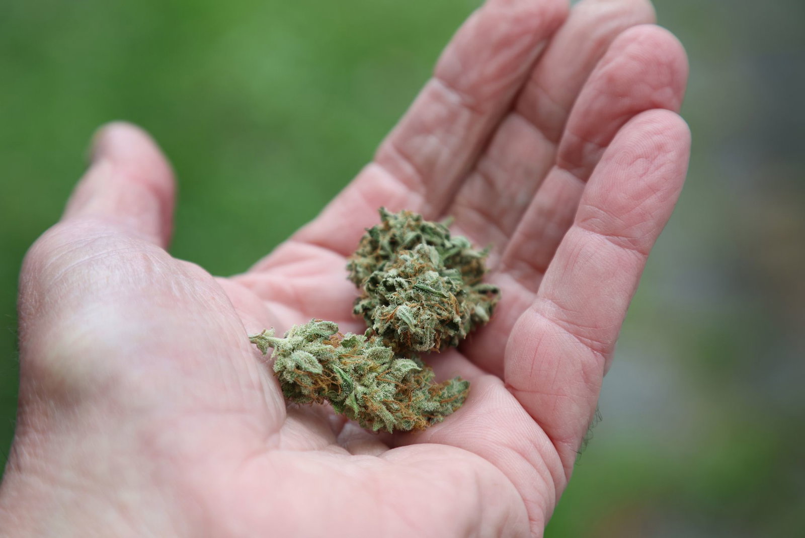 31 Kilogramm mutmaßliches Marihuana soll ein Mann aus der Schweiz nach Deutschland habe bringen wollen. (Symbolbild)