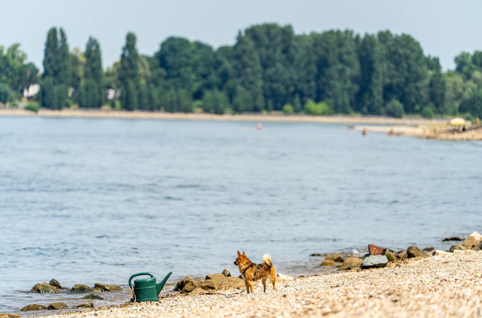 Seit Samstagabend werden drei Menschen nach dem Baden im Rhein vermisst. (Archivbild)