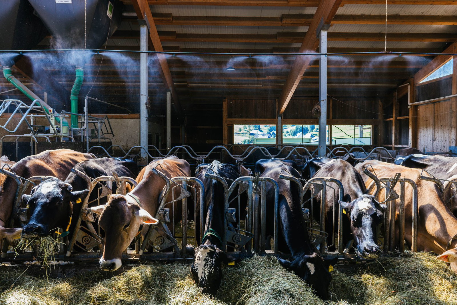 Die Beregnungsanlage soll die Temperatur im Stall senken. 