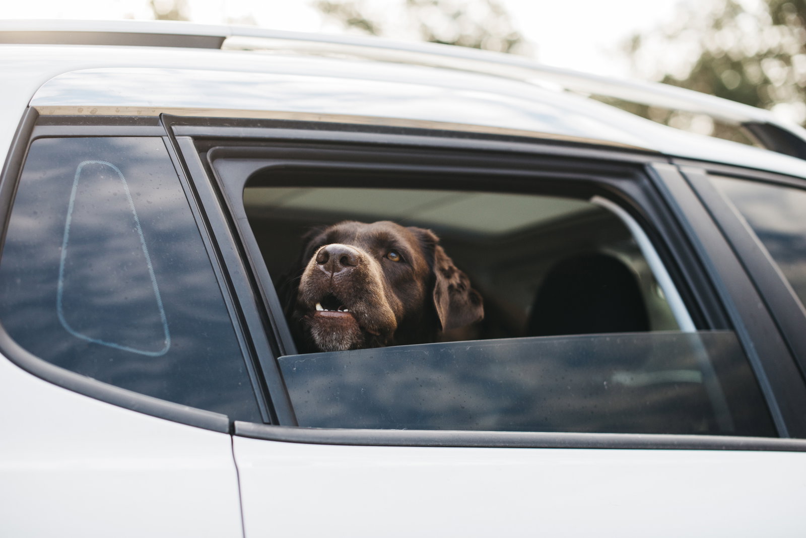 Hund in einem Auto mit geöffnetem Fenster