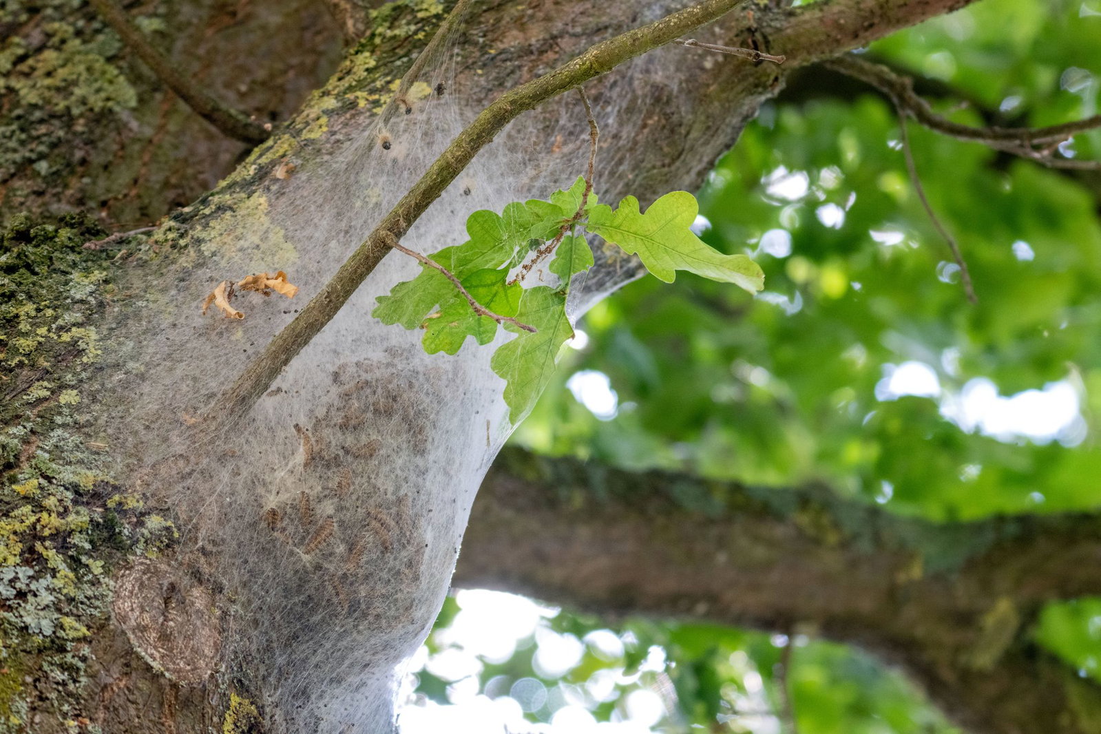 Wer ein Nest mit solchen Gespinsten entdeckt, sollte Abstand halten. (Archivbild)