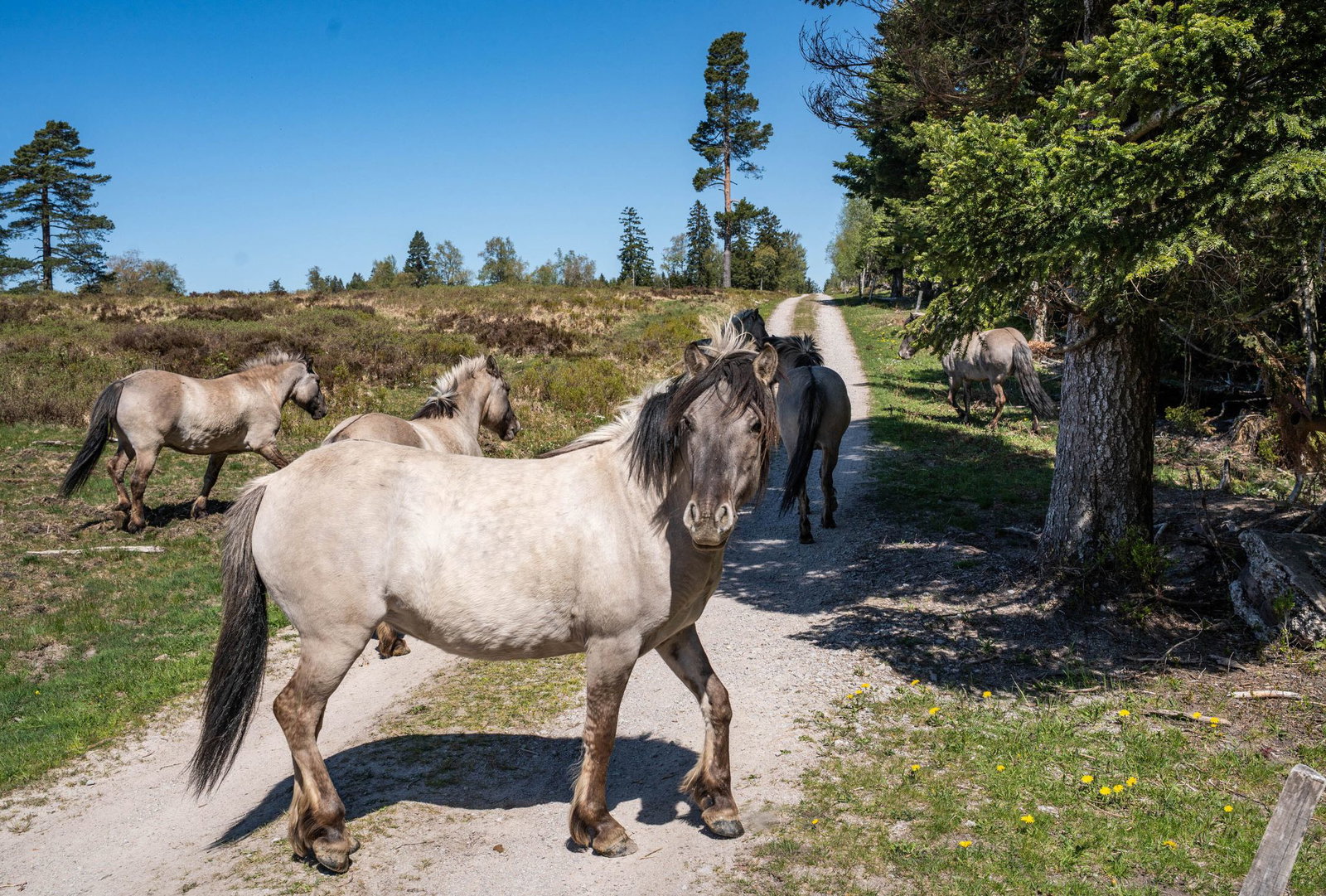 Eine Herde Konikpferde weidet im Schwarzwald.