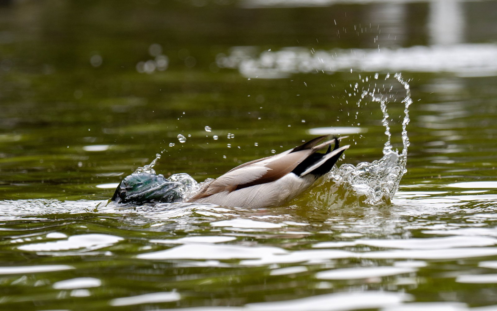 Nicht nur für diese Ente wird es zum Ende der Woche nass. (Symbolbild)