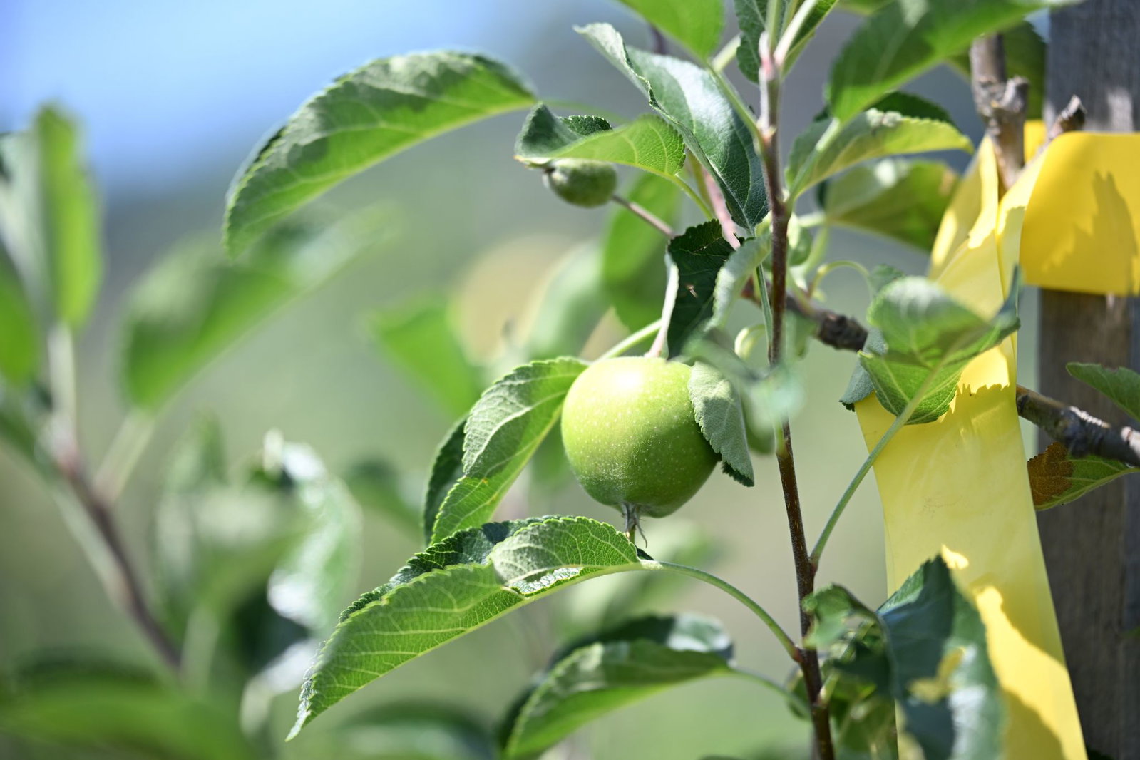 Noch sind die Äpfel grün. Im Herbst soll die erste größere Ernte beginnen. 