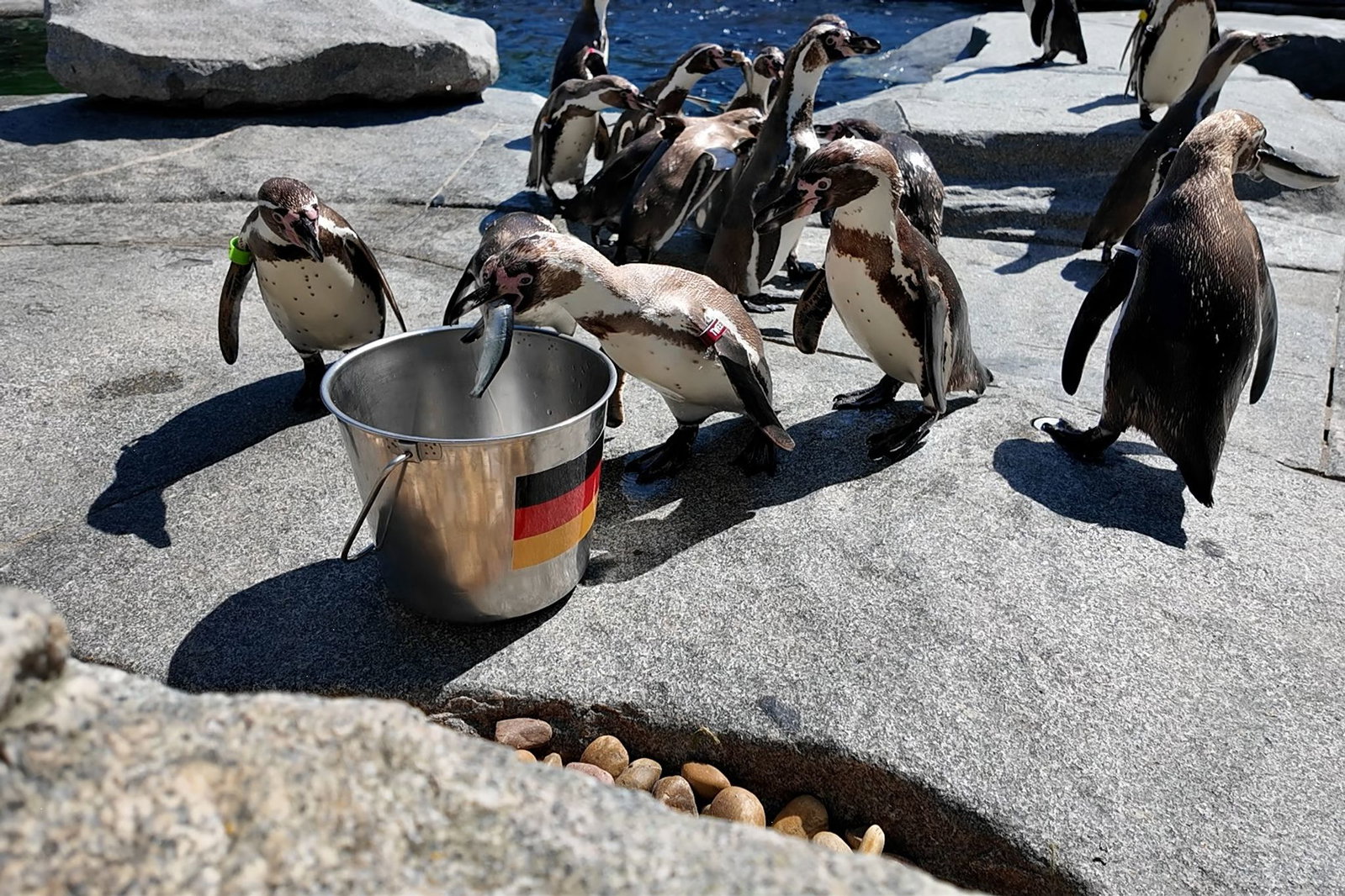 Erst waren die Pinguine unschlüssig, dann aber war der deutsche Eimer zuerst leergefuttert.