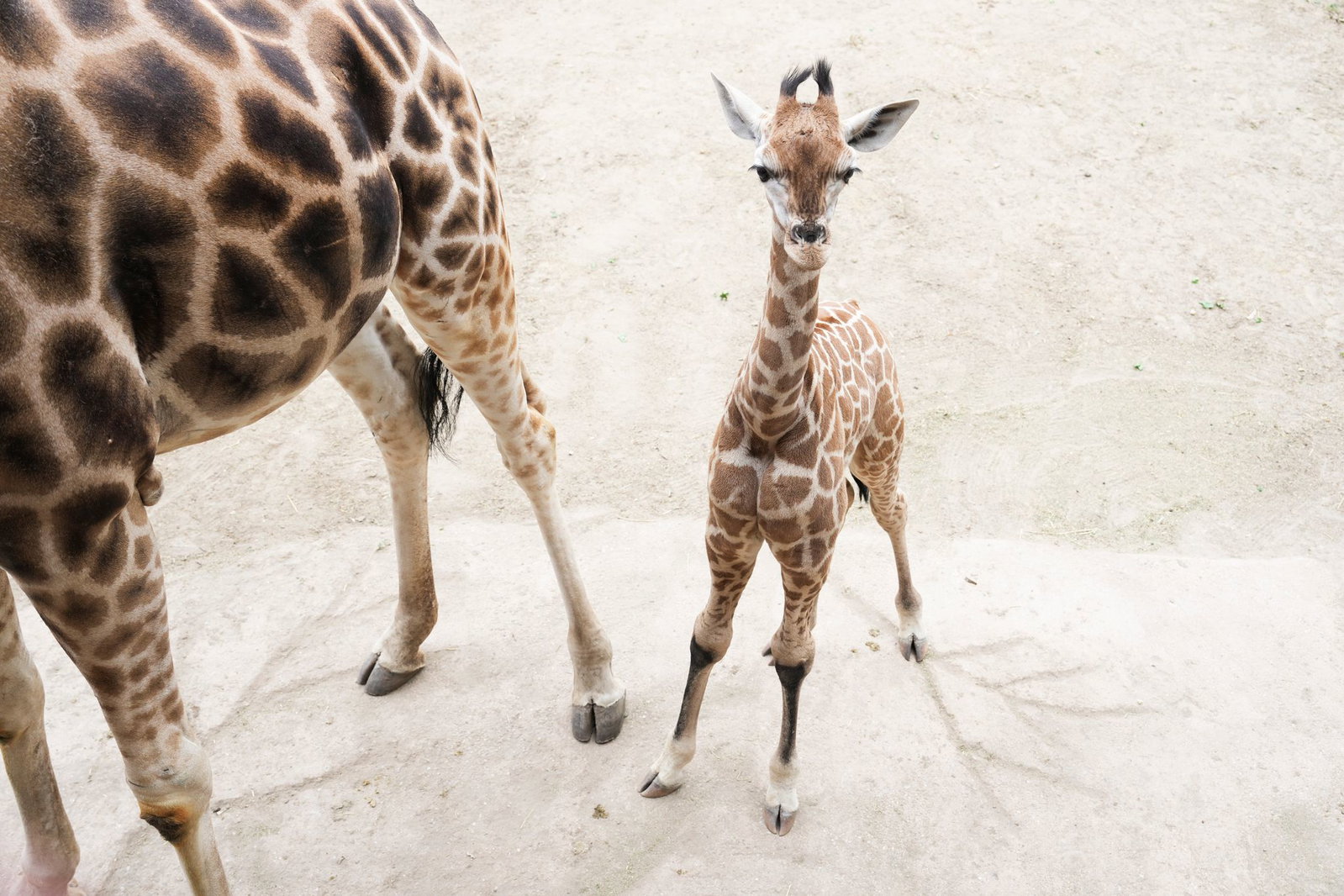 Giraffenbulle Linus schaute neugierig nach oben.