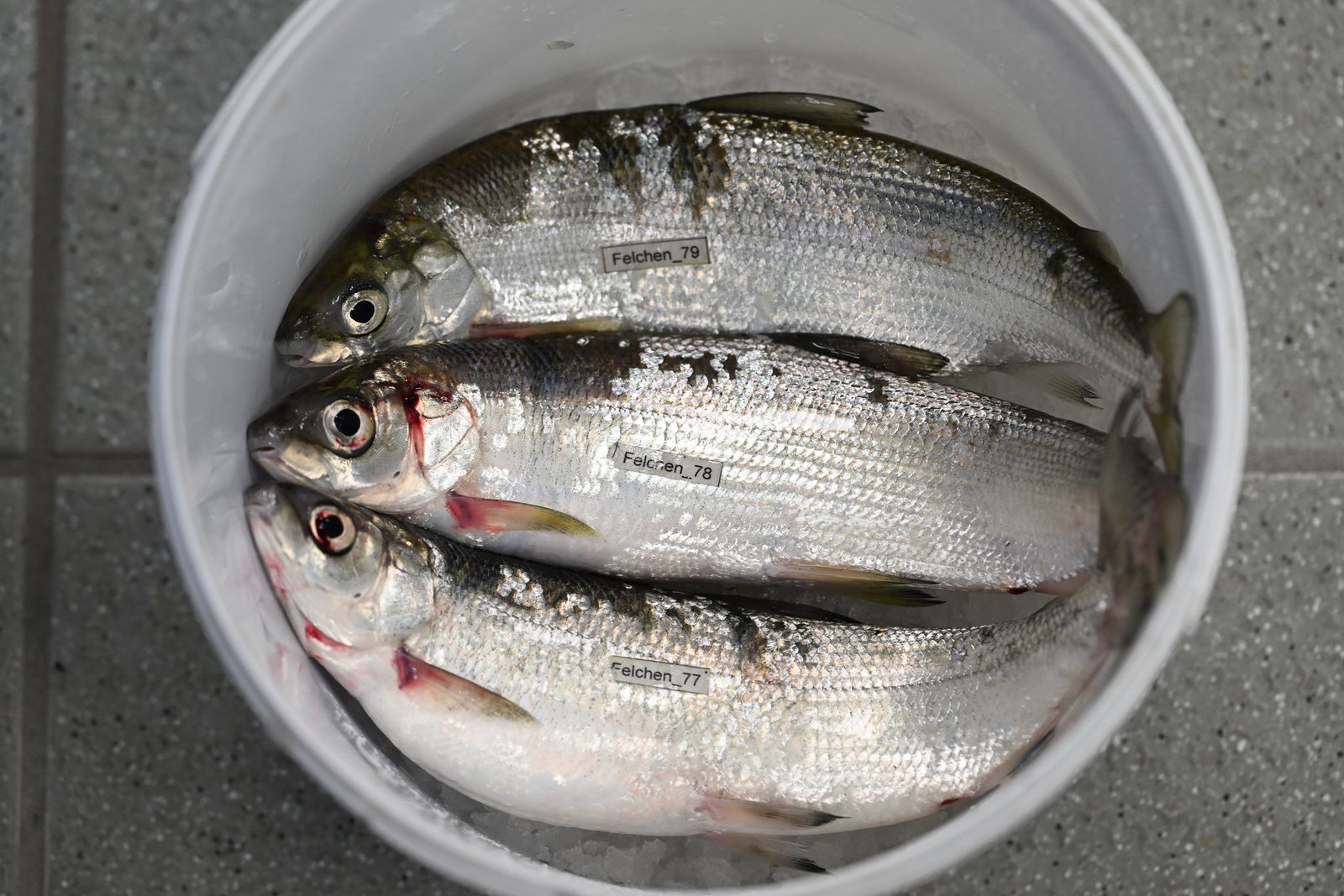 Der Felchen ist der beliebteste Speisefisch des Bodensees. (Archivbild) 