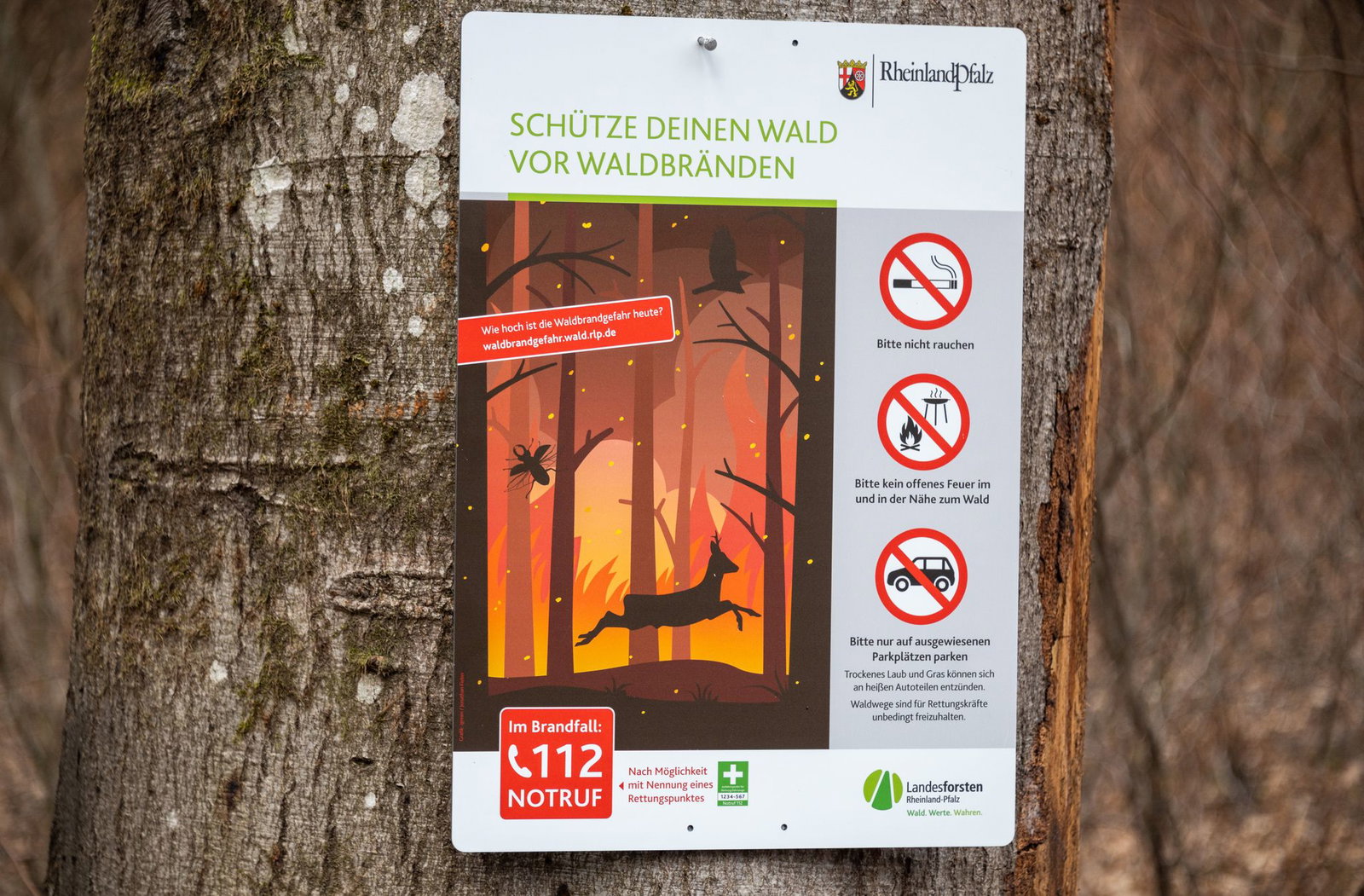  Bei erhöhter Gefahr werden gefährdete Waldgebiete zusätzlich kontrolliert. (Archivbild)