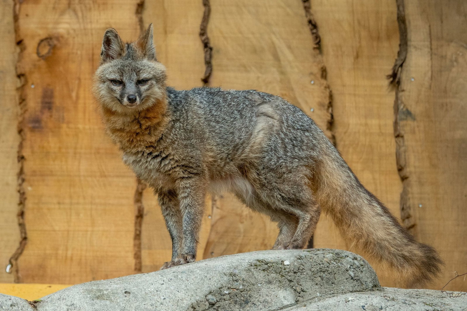 Nur ein weiterer Tierpark hat laut Zoo Neunkirchen diese Tierart im Bestand. 