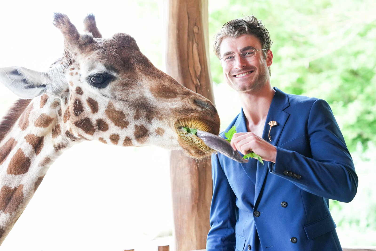 Auch mit Giraffendame Paula ist Linus Weber auf Augenhöhe, aber nur von dem etwa 2,2 Meter hohen Giraffensteg aus.