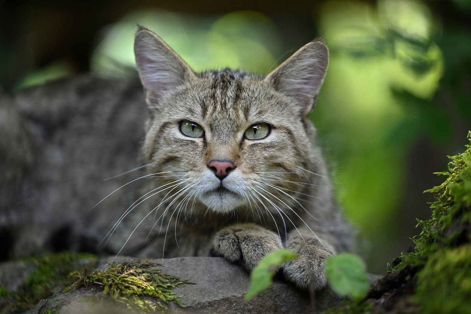 Nur auf den ersten Blick kann man die Wildkatze mit einer Hauskatze verwechseln. Tatsächlich ist sie kräftiger - und vor allem sehr scheu. (Archivbild)