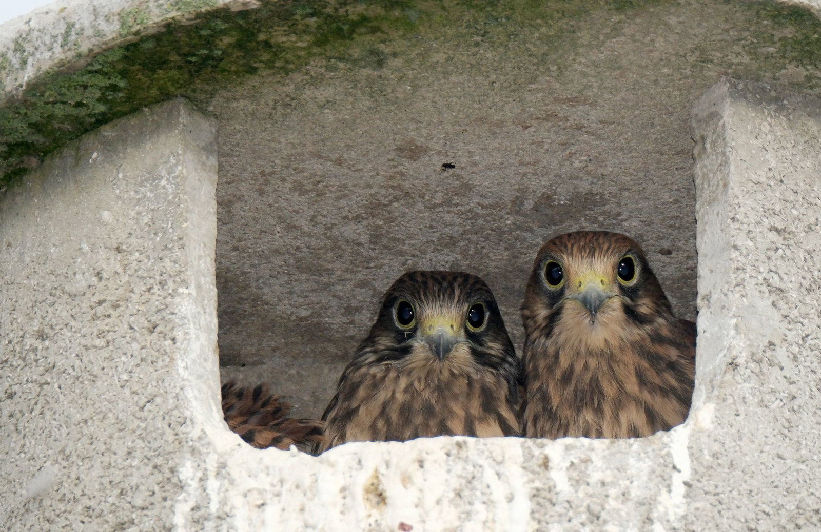 Die jungen Falken wurden an die Tierrettung übergeben. (Symbolbild)