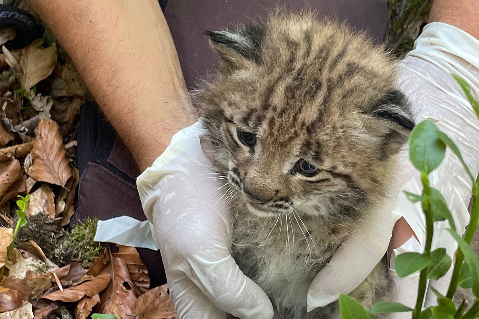 Der kleine Luchs ist der erste Nachwuchs seit mehr als 200 Jahren. (Handout)
