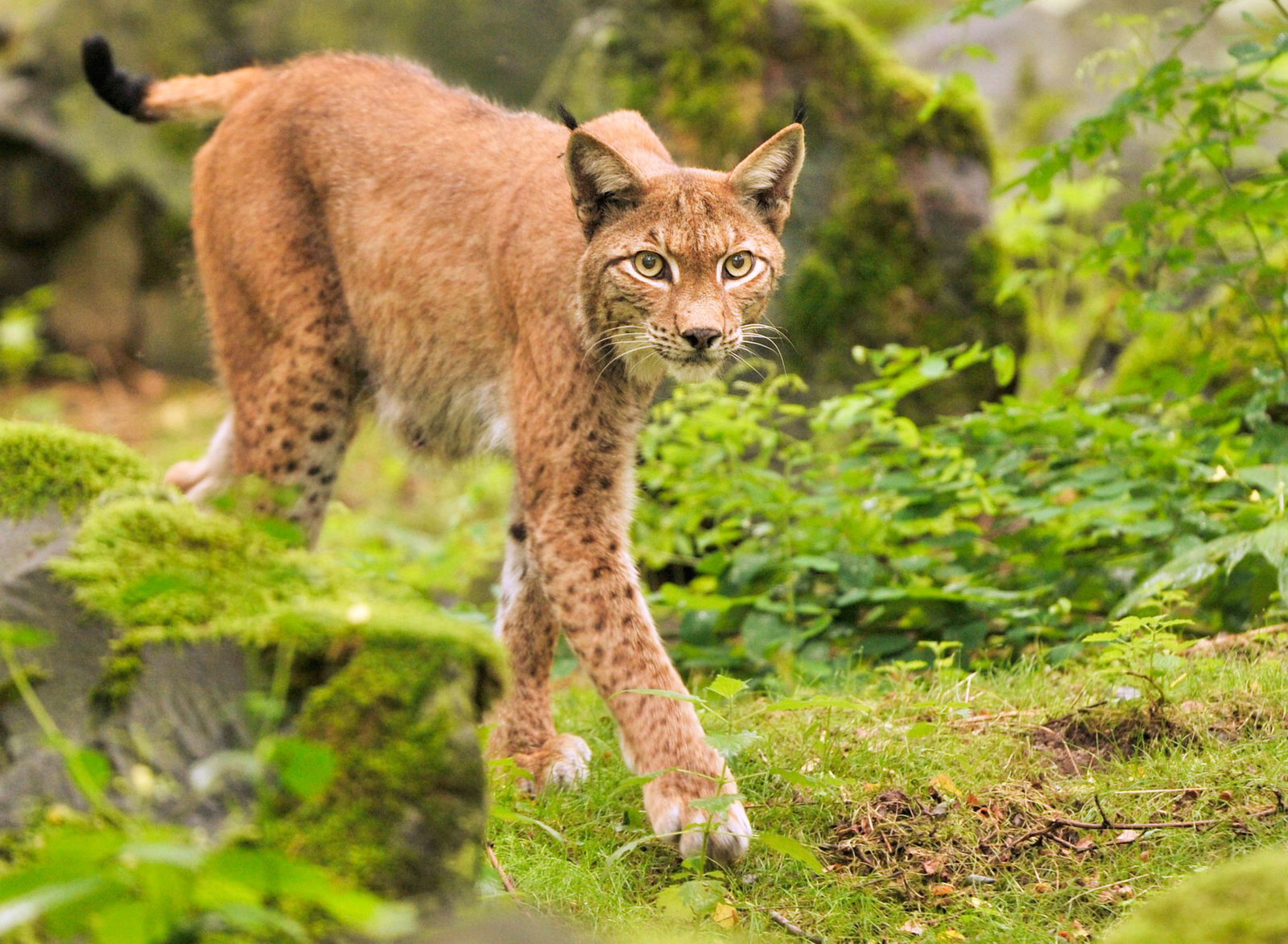 Seit einigen Jahren streifen wieder Luchse durch den Pfälzerwald. Das eigentliche Wiederansiedlungsprojekt lief von 2016 bis 2021. (Archivbild) 