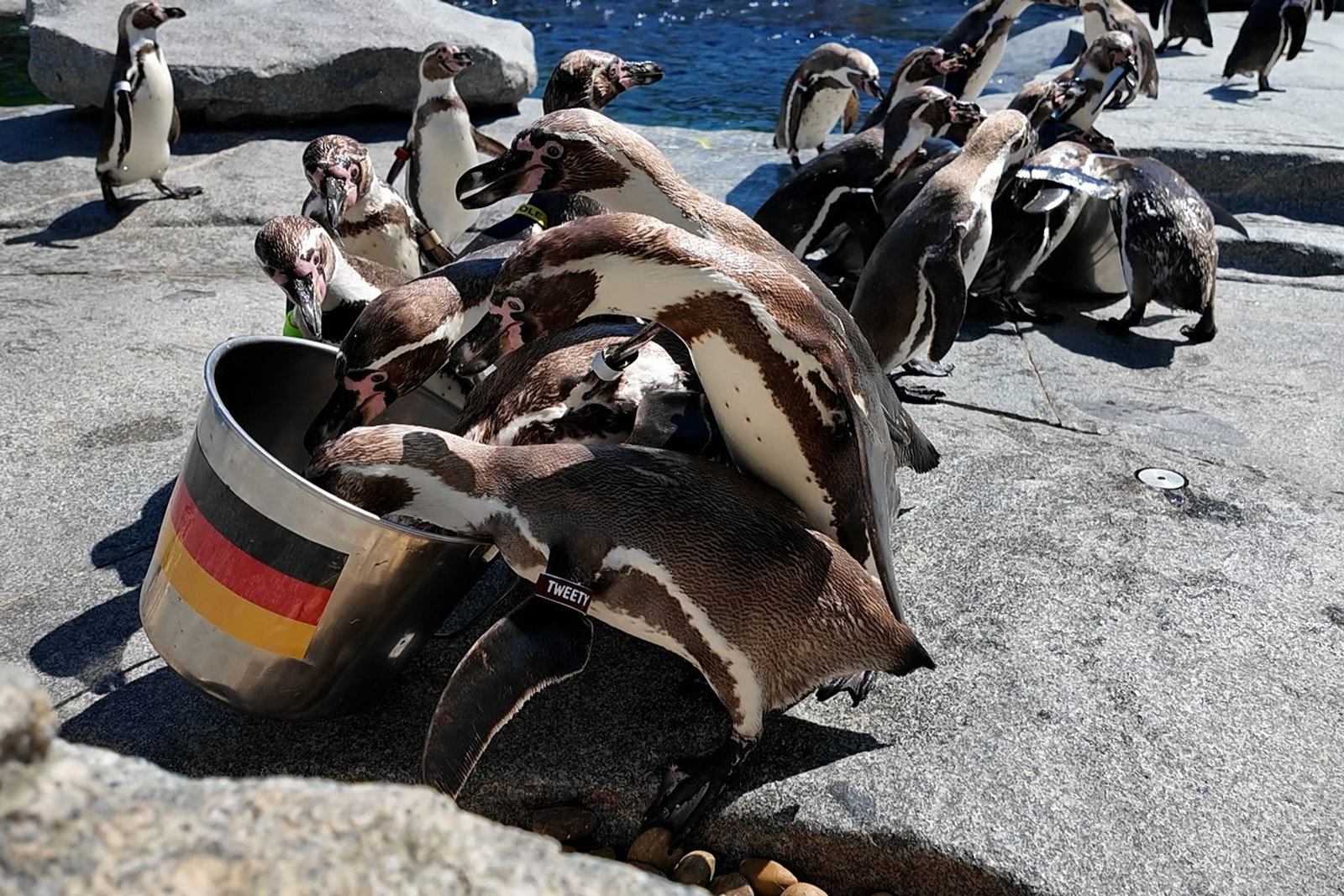 Pinguine drängeln sich beim Orakeln für die WM um den deutschen Eimer.