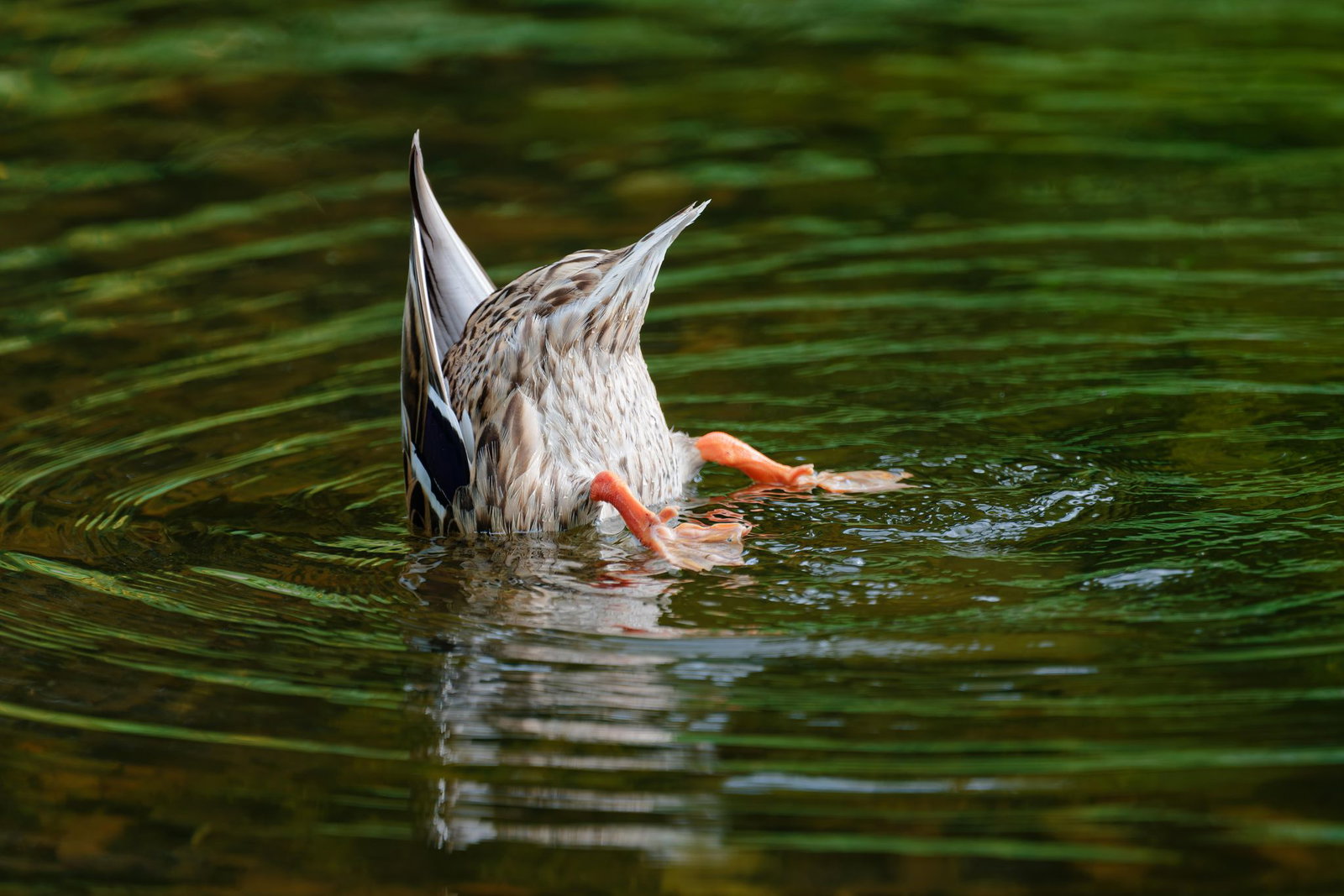 Diese Ente sucht die passende Erfrischung. (Archivbild)