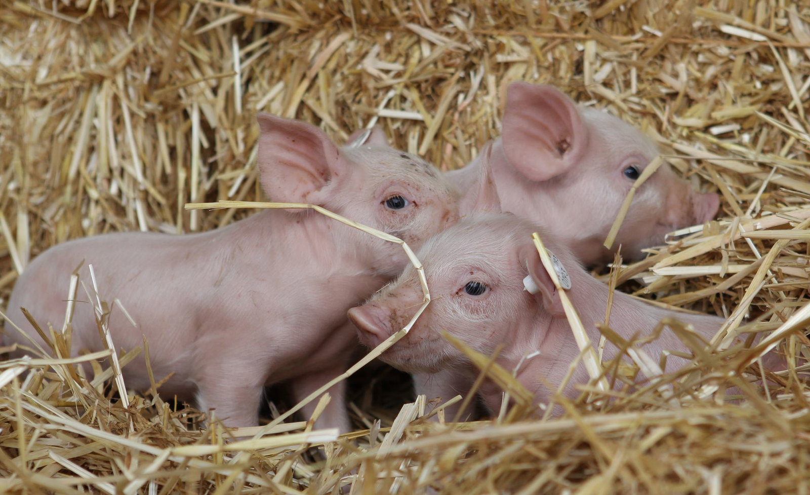 Linken-Chefin Ines Schwerdtner beruft sich gern auf die Fabel von den drei kleinen Schweinchen. (Archivbild)
