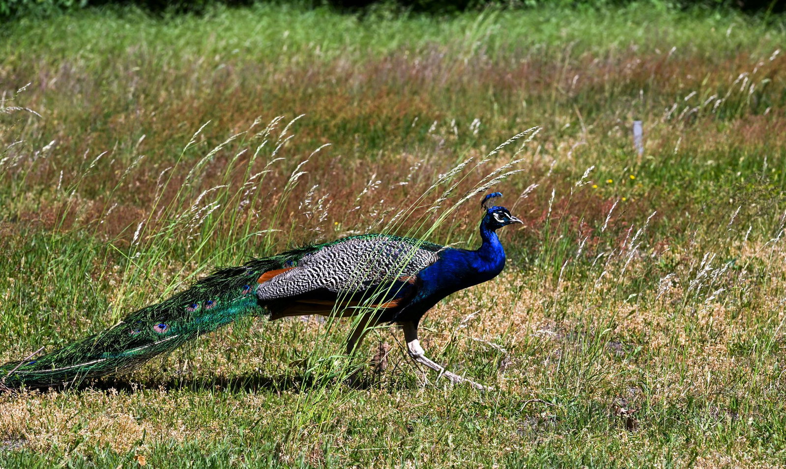 Ein Pfau ähnlich wie dieser ist nach Meldungen in der Nähe von Bad Ems unterwegs. (Symbolbild)