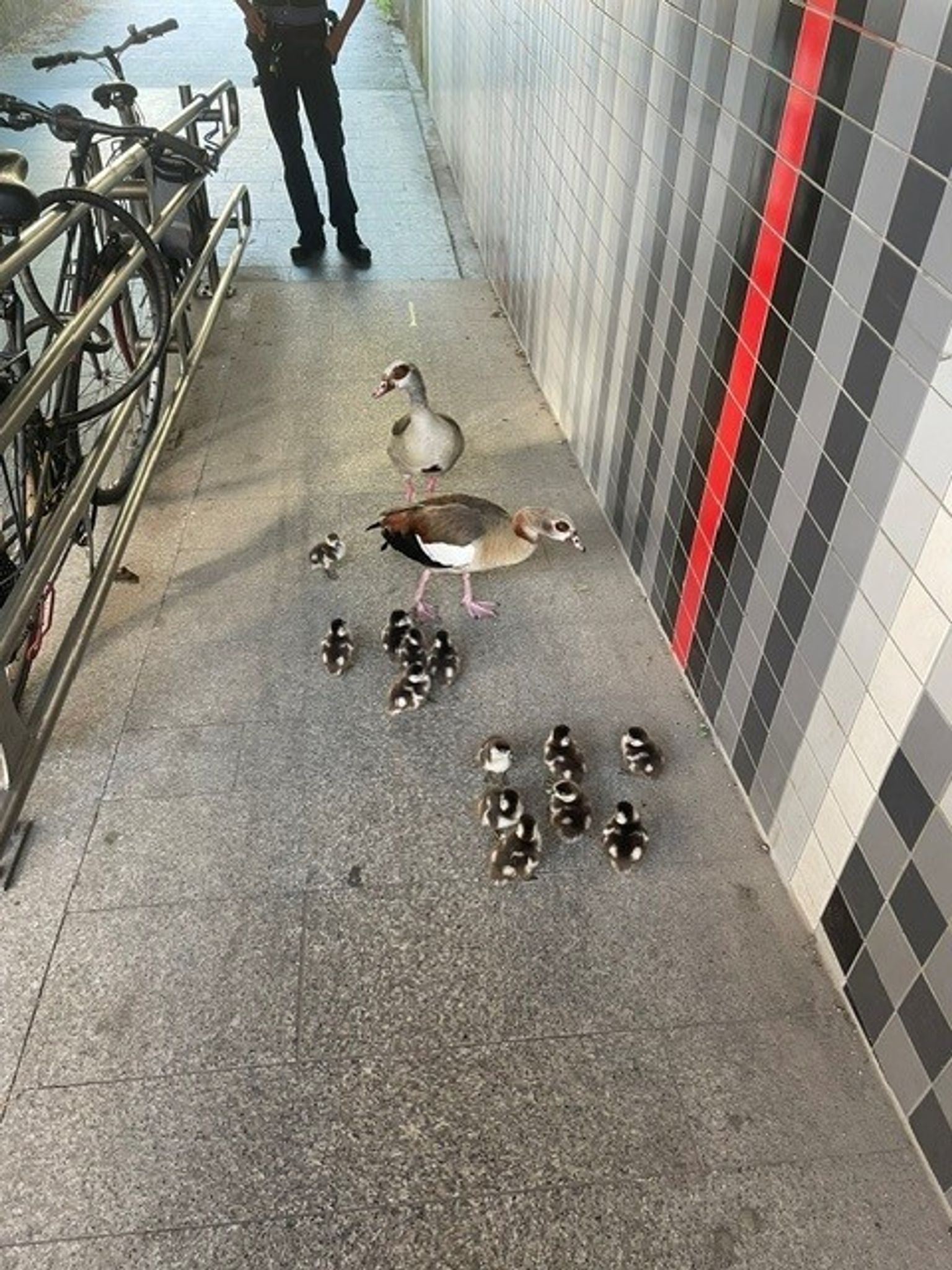 Die 15-köpfige Entenfamilie hat für die Sperrung einer Bundesstraße im Landkreis Bad Kreuznach gesorgt.