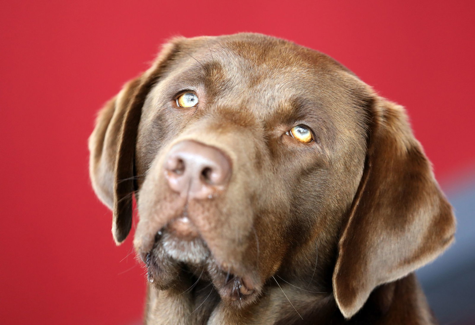 Was der entlaufene Hund in den anderthalb Stunden seines Verschwindens erlebte, ist nicht überliefert. (Symbolbild)