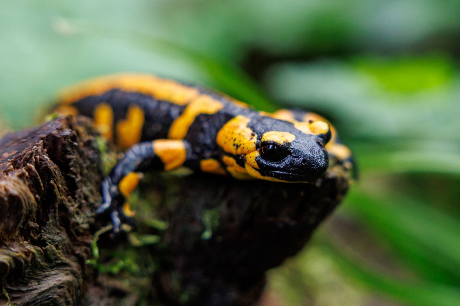 Amphibien wie Salamander sind auf feuchte Umgebung angewiesen. (Archivbild)