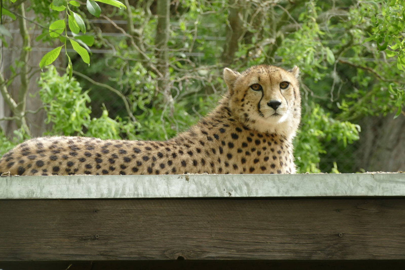 Der Zoo Neuwied hat ein neues Gepardenweibchen aufgenommen.