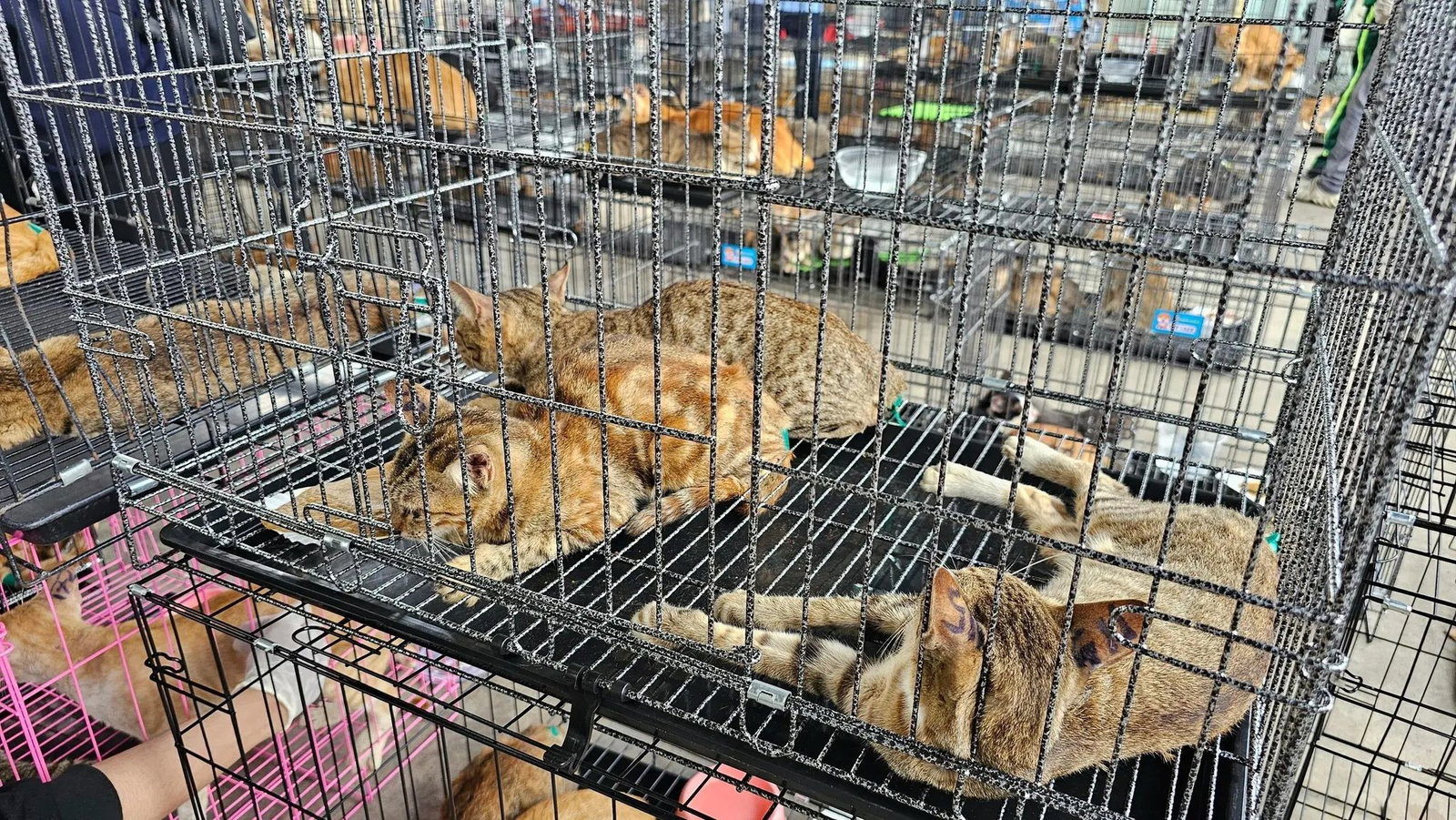 Der Schlag gegen den Katzenschmugglerring machte im Juni weltweit Schlagzeilen.