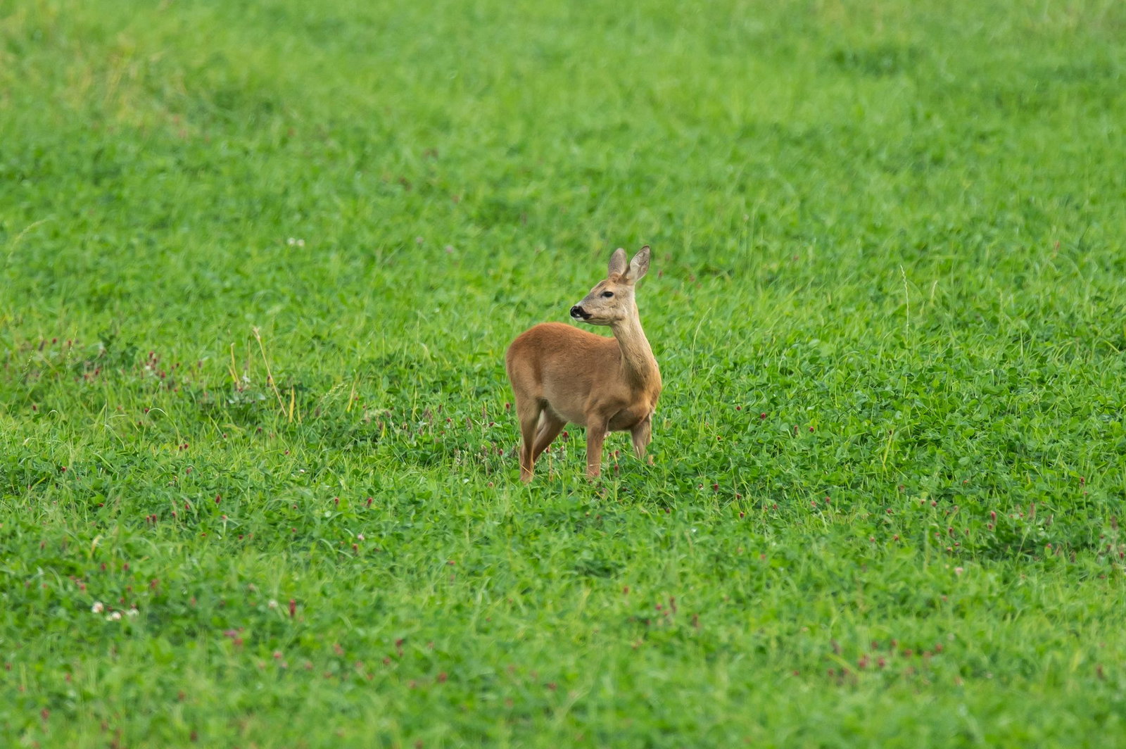 Beim Rehwild erzielte die Saar-Jäger einen Abschussrekord. (Archivbild)