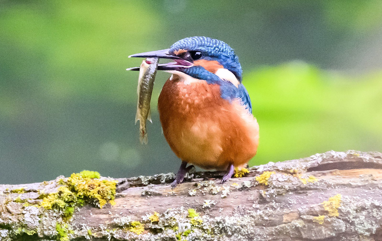 Findet der Eisvogel keine Nahrung mehr, fliegt er an ein anderes Gewässer. (Archivbild)