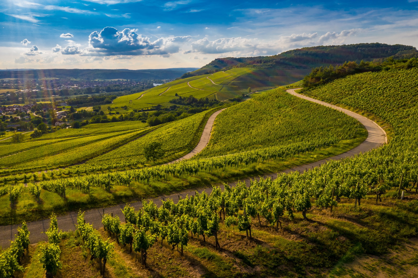 Landschaft mit Rebstöcken