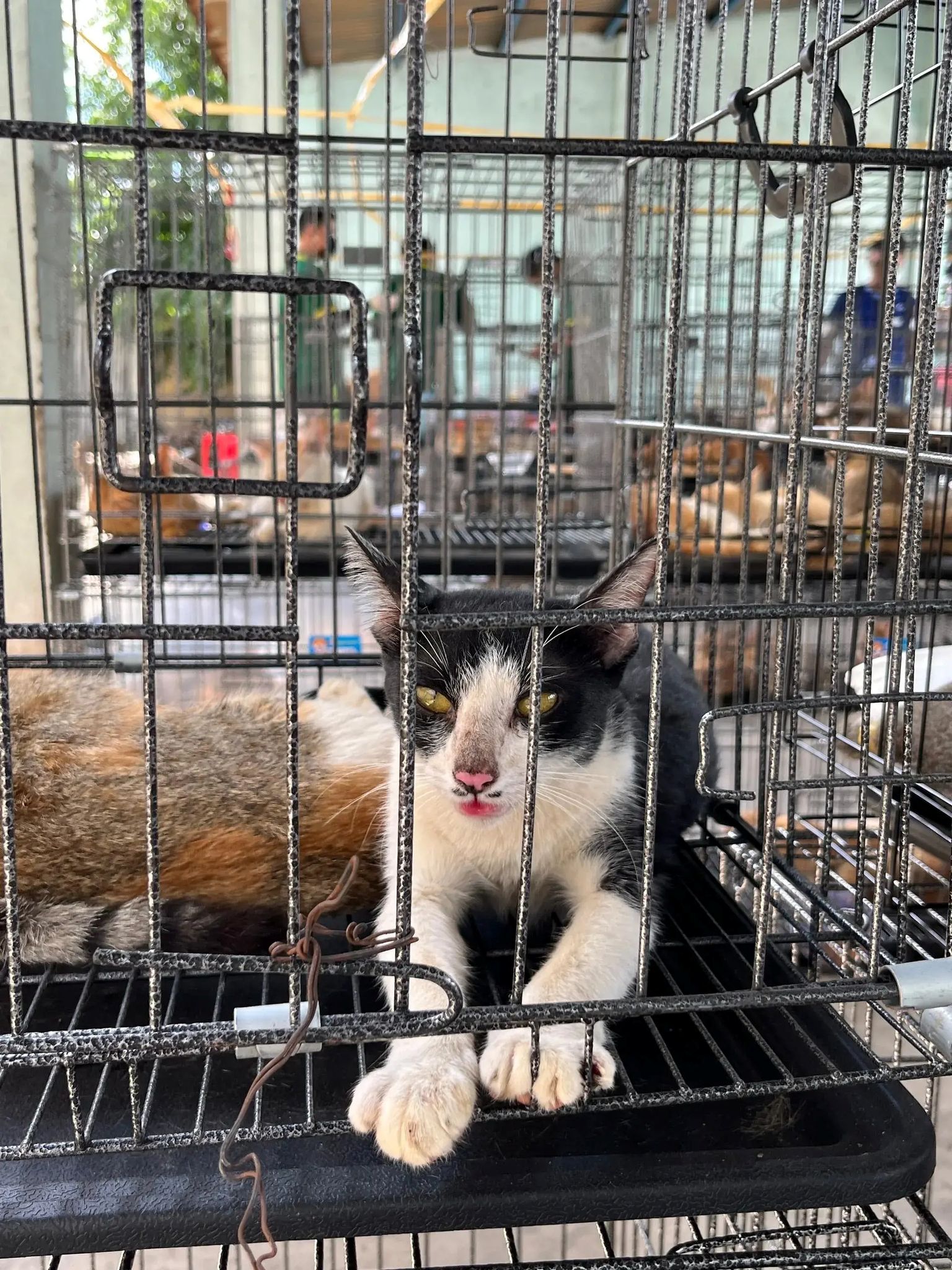 Vor allem junge Vietnamesen sehen Katzen heute als Haustiere - ein deutlicher Wandel in der Gesellschaft.