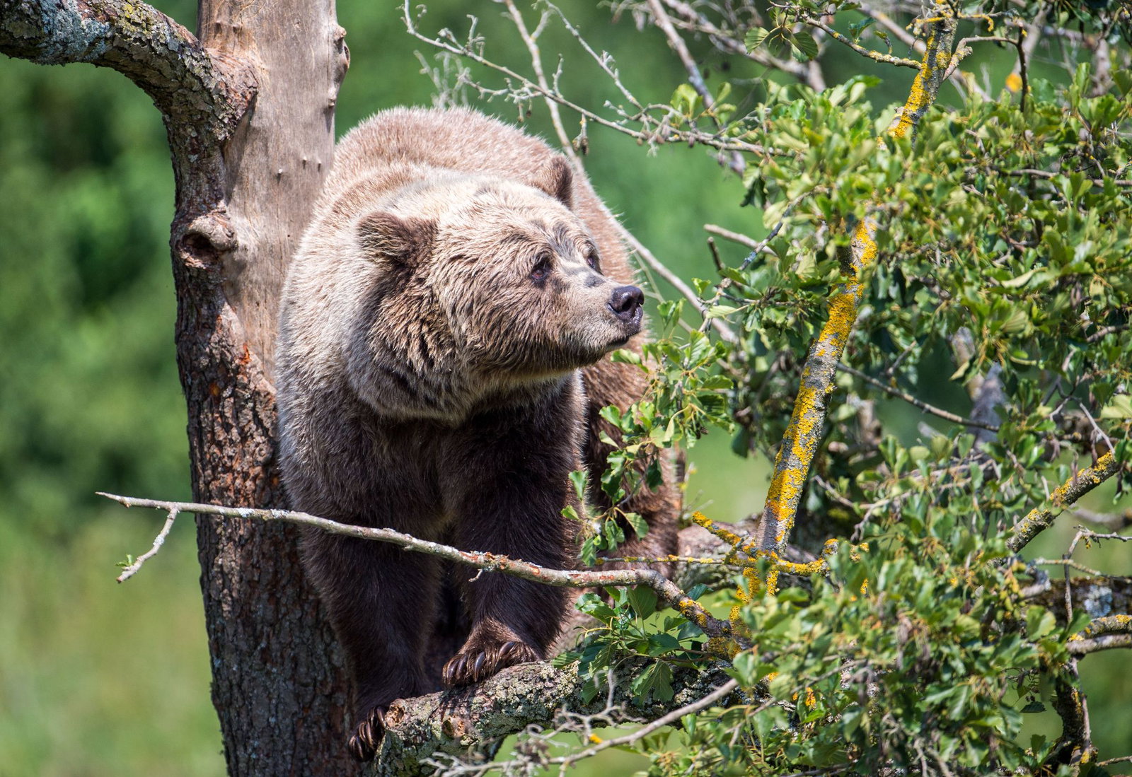 Im Allgäu könnte wieder ein Braunbär unterwegs sein. (Symbolbild)