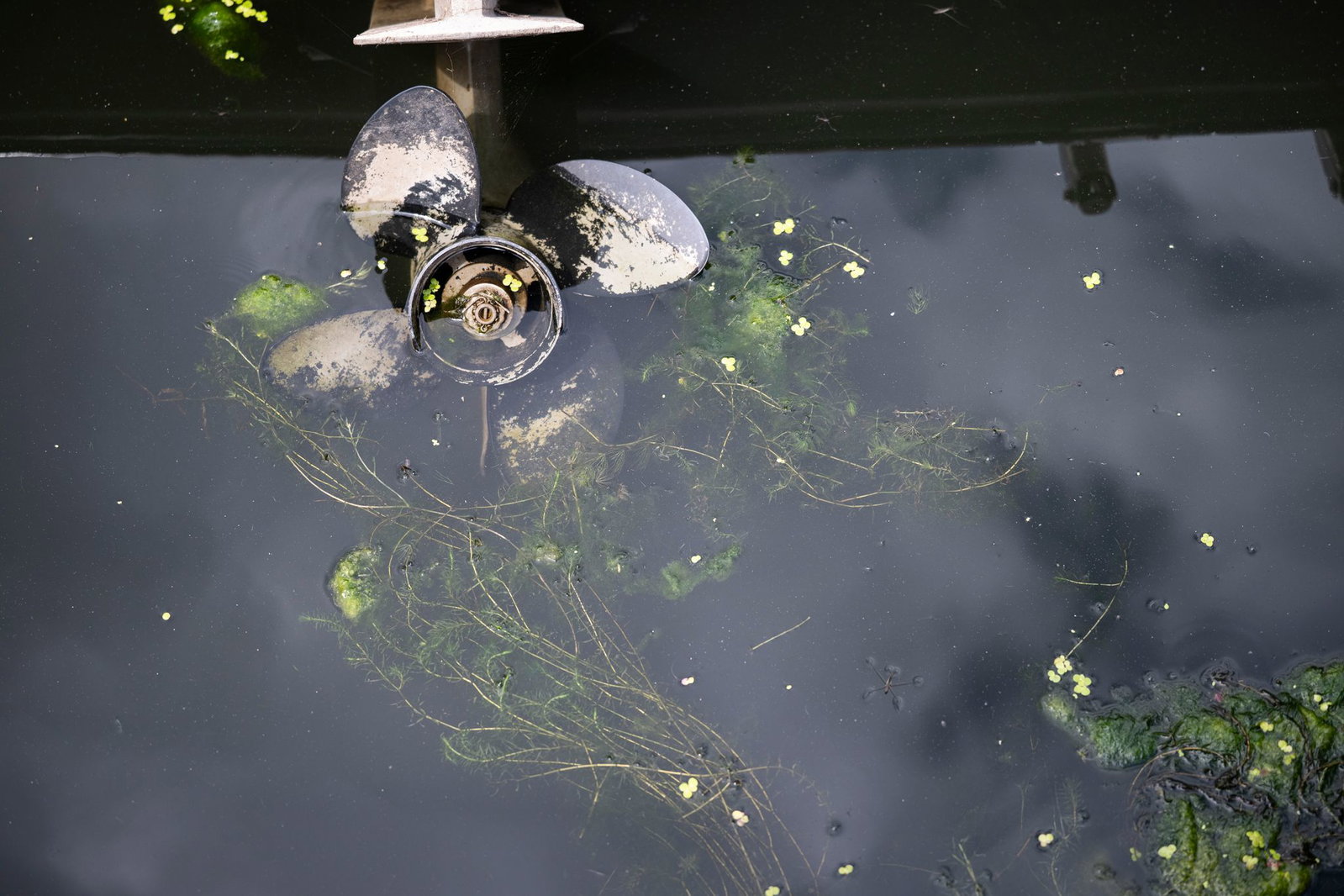 Die Stängel der Wasserpest können bis zu drei Meter lang werden und sich zum Beispiel um Schiffsschrauben legen. 