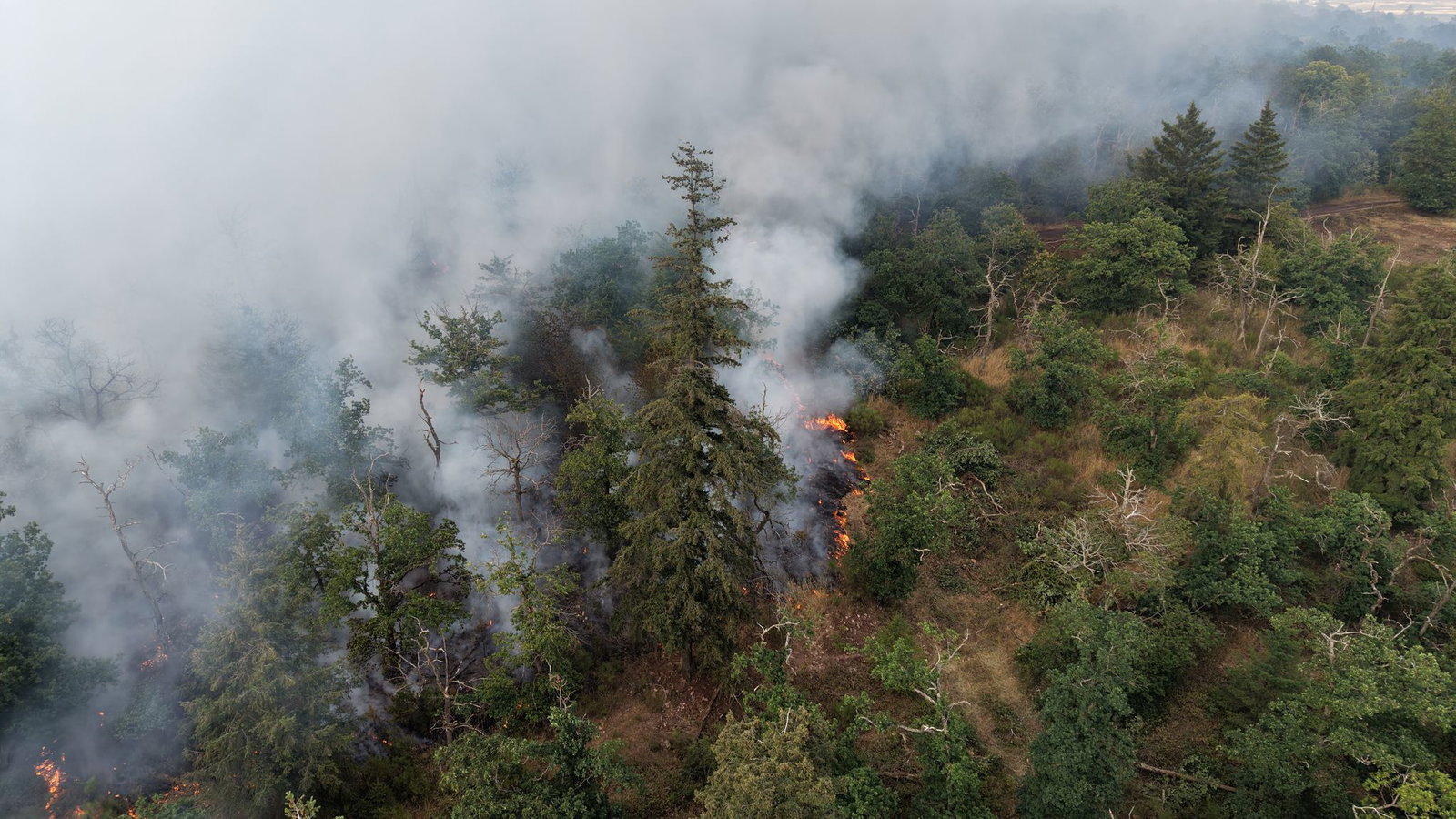 Flammen fressen sich durch ein Naturschutzgebiet. (Archivbild)