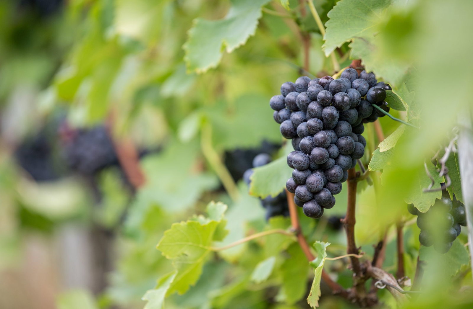 Weil es zu viel Rotwein aus Württemberg gibt, können Winzer Geld bekommen, wenn sie den Wein zu Industriealkohol destillieren. (Archivbild)