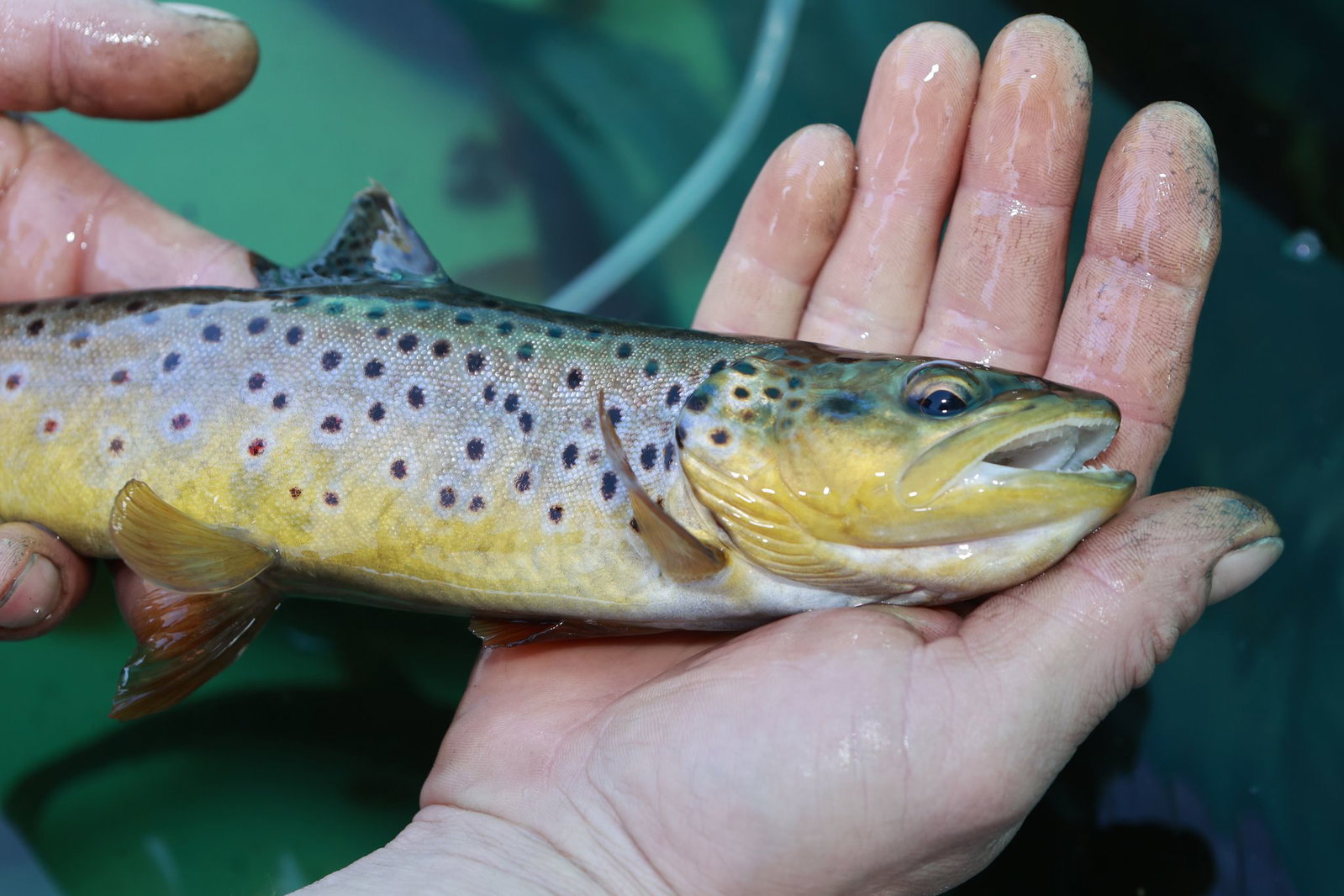Die toten Fische sind auf einer Strecke von einem Kilometer im Fluss verteilt. (Symbolbild)