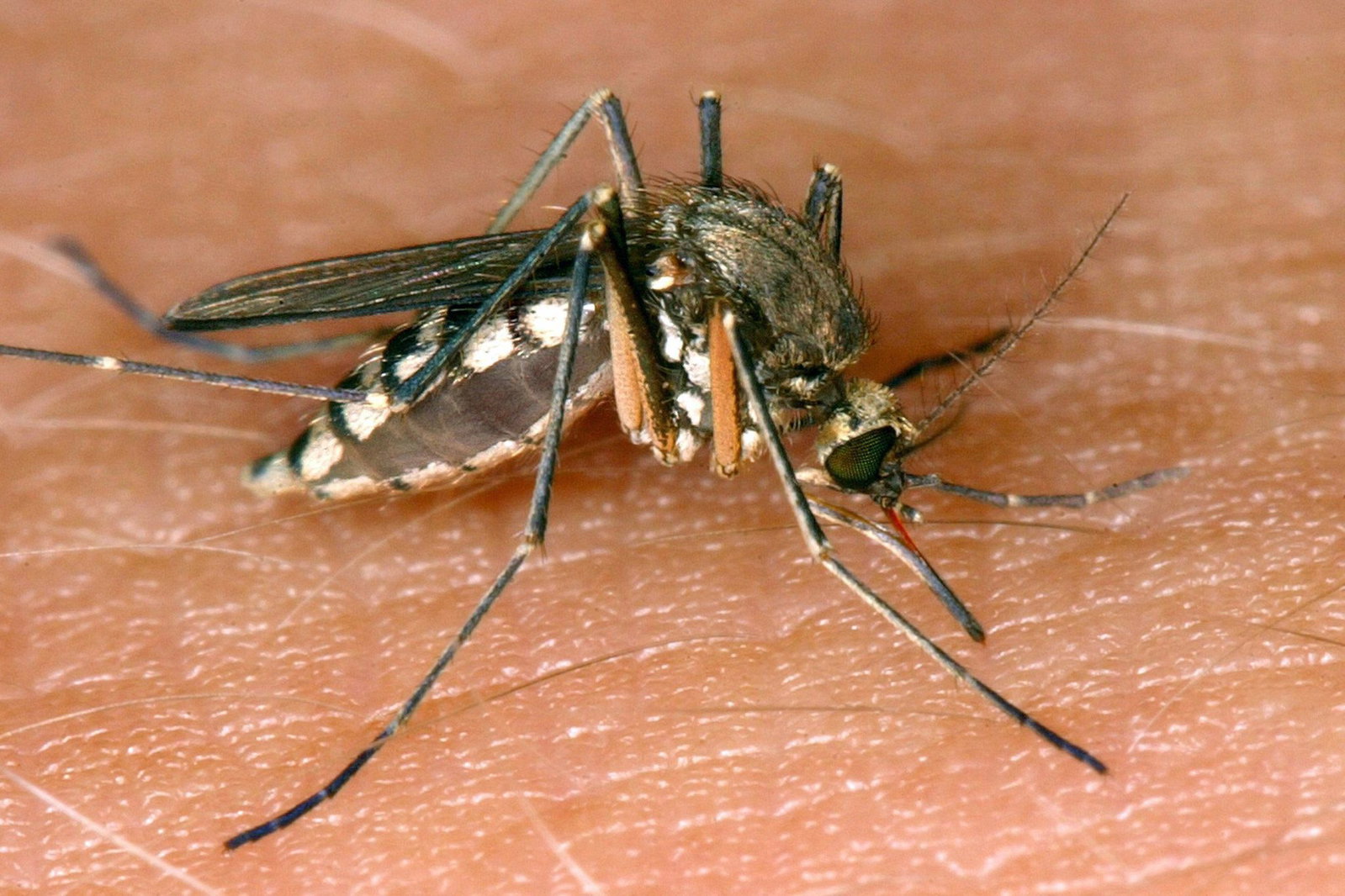 Erste West-Nil-Virus-Infektion in Rheinland-Pfalz. (Symbolbild)