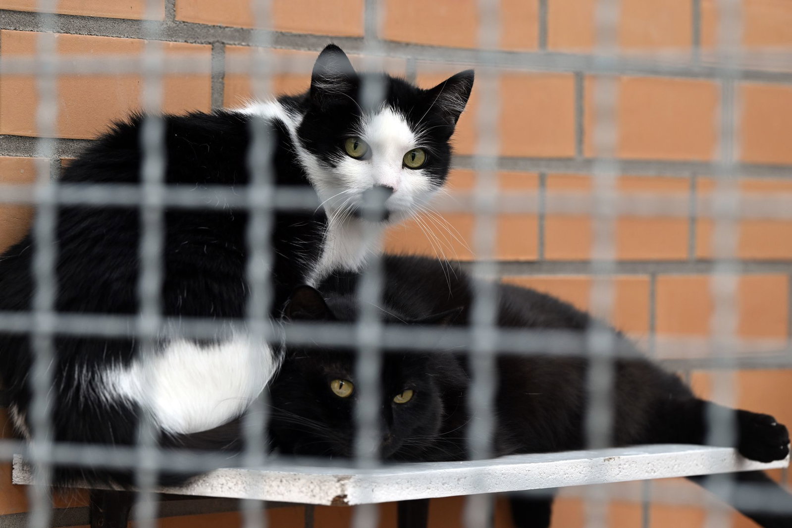 Die Katzen wurden nach ihrer Rettung in Tierheime gebracht und von Tierärzten versorgt. (Symbolbild)