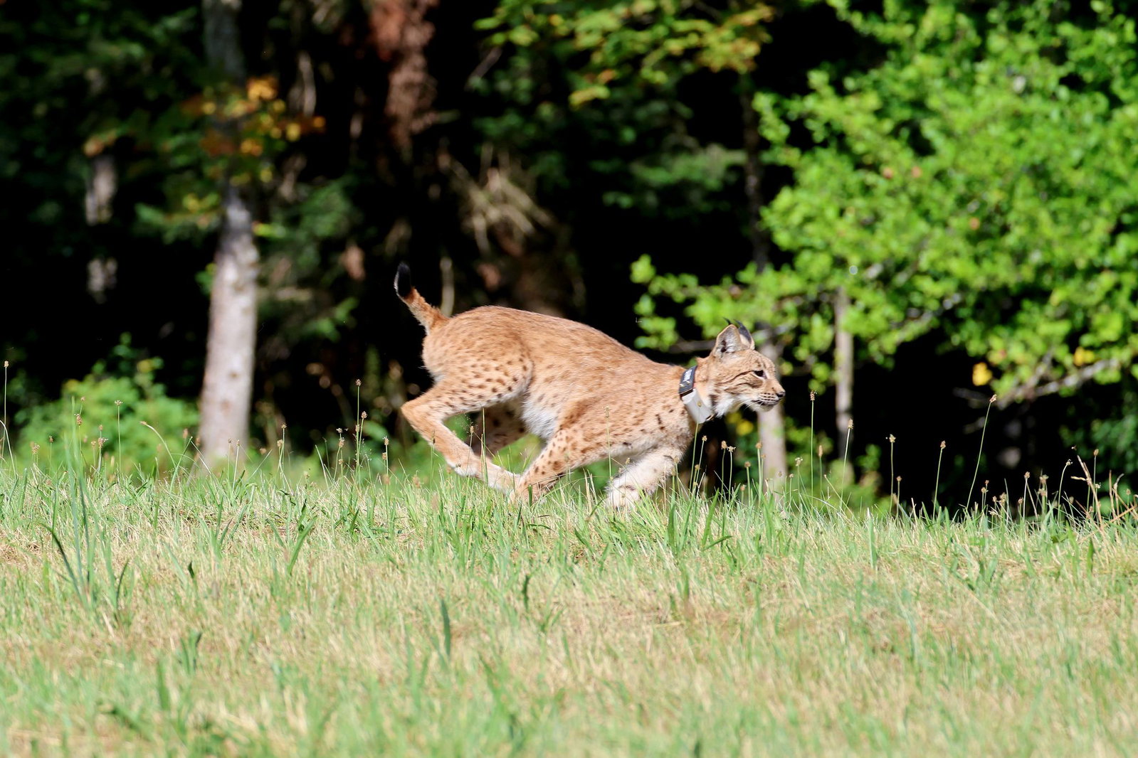 Luchskatze Luna wurde im Schwarzwald ausgewildert und ist nun eines von zwölf nachgewiesenen Tieren ihrer Art in dem Gebiet.